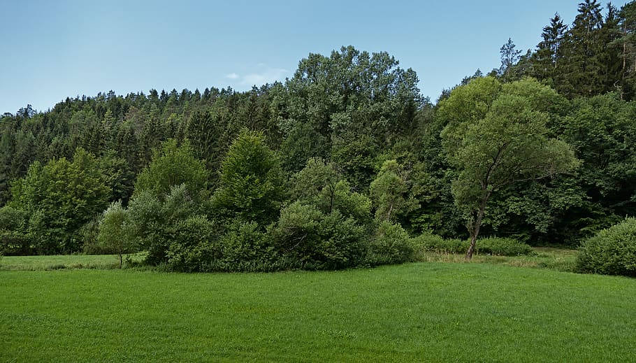 trees, meadow, landscape, sunny, morning, shrubs, fields, nature HD wallpaper