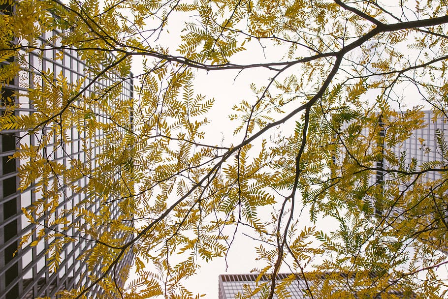 canada, toronto, trees, architecture, downtown, financial center HD wallpaper