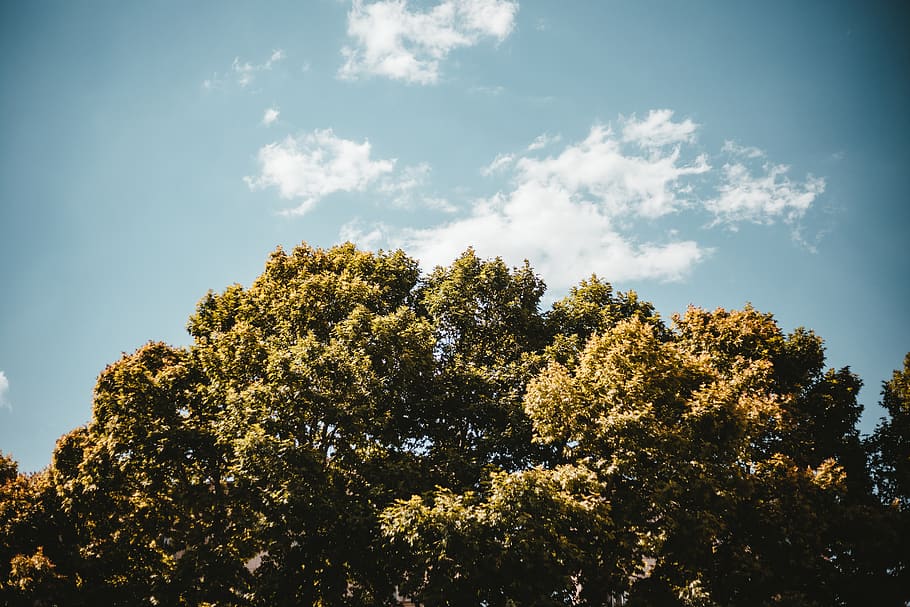 iran, tehran, mirdamad boulevard, blue, sky, green, wood, trees HD wallpaper