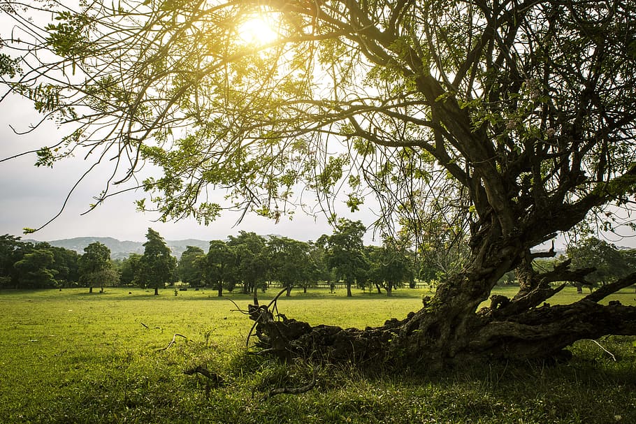 Withered Tree on Grass Field Under Gray Sky, backlight, branches HD wallpaper