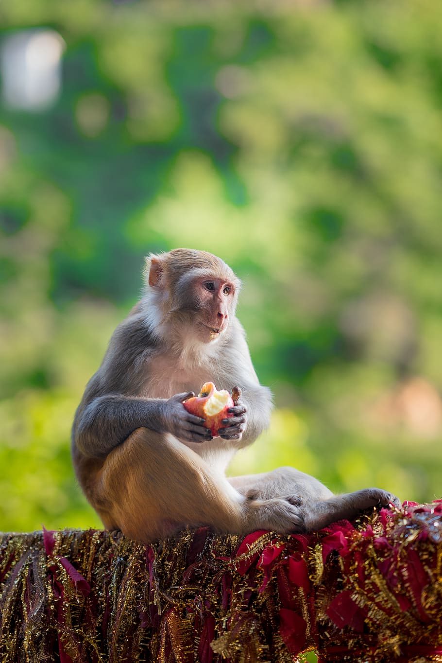 monkey on red surface, animal, animal wildlife, animals in the wild HD wallpaper