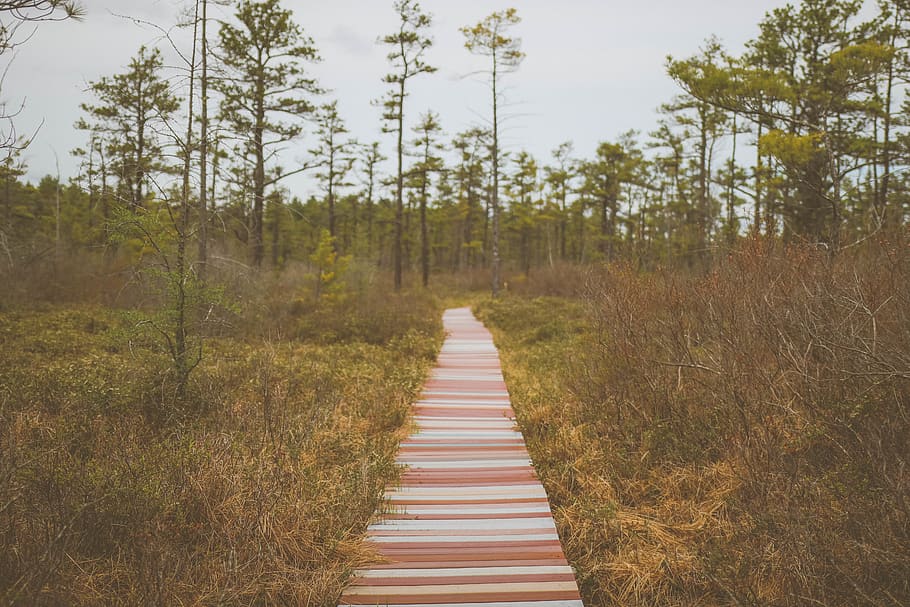 brown pathway surrounded by grasses, plant, tree, direction, land HD wallpaper