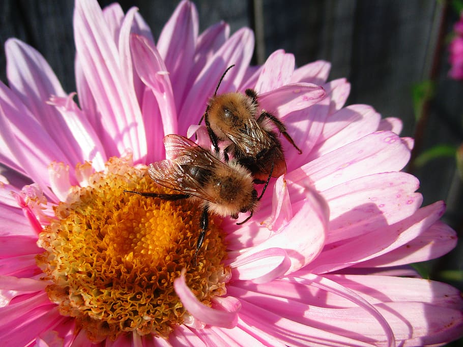 bumblebee, astra, flower, pink, bumblebees, insects, petals HD wallpaper