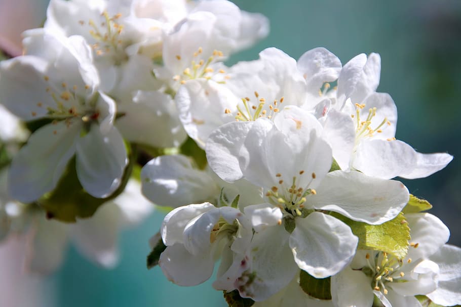 tree, natural, day, flower, flowers, bloom, springtime, plant HD wallpaper