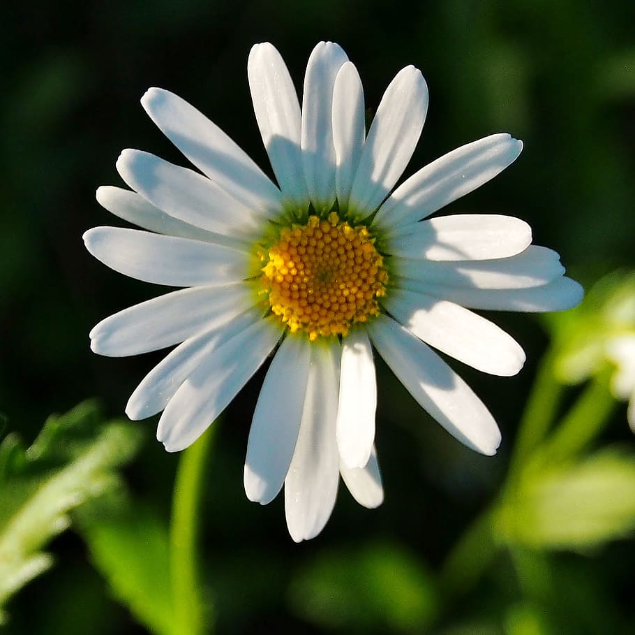 margarite, blossom, bloom, white, wiesenbllume, spring, flower HD wallpaper