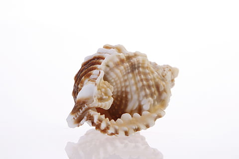 background, bone, close-up, closeup, coast, coastline, cockle-shell HD wallpaper