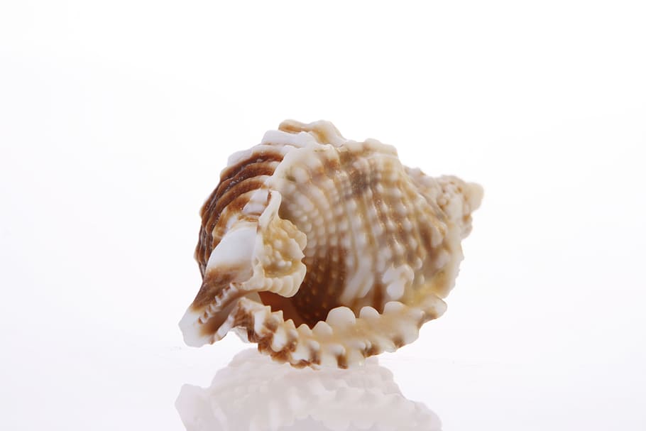 background, bone, close-up, closeup, coast, coastline, cockle-shell HD wallpaper
