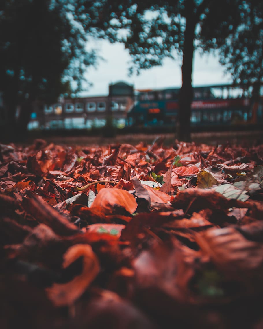 Selective Focus Photography of Dried Leaves, building, color HD wallpaper