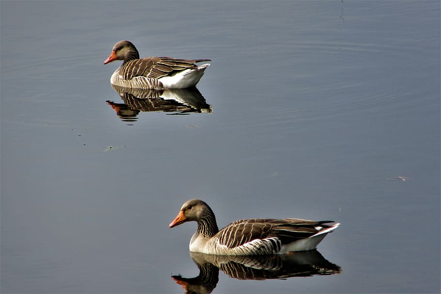 geese, birds, float, reflection, water, waterfowl, animal world HD wallpaper