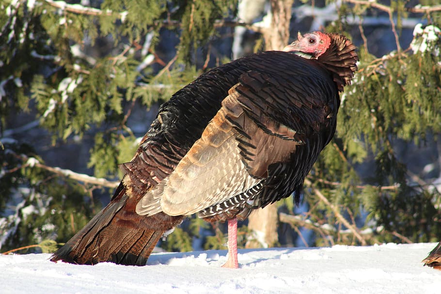 turkey, female, hen, single, woods, nature, forest, landscape HD wallpaper