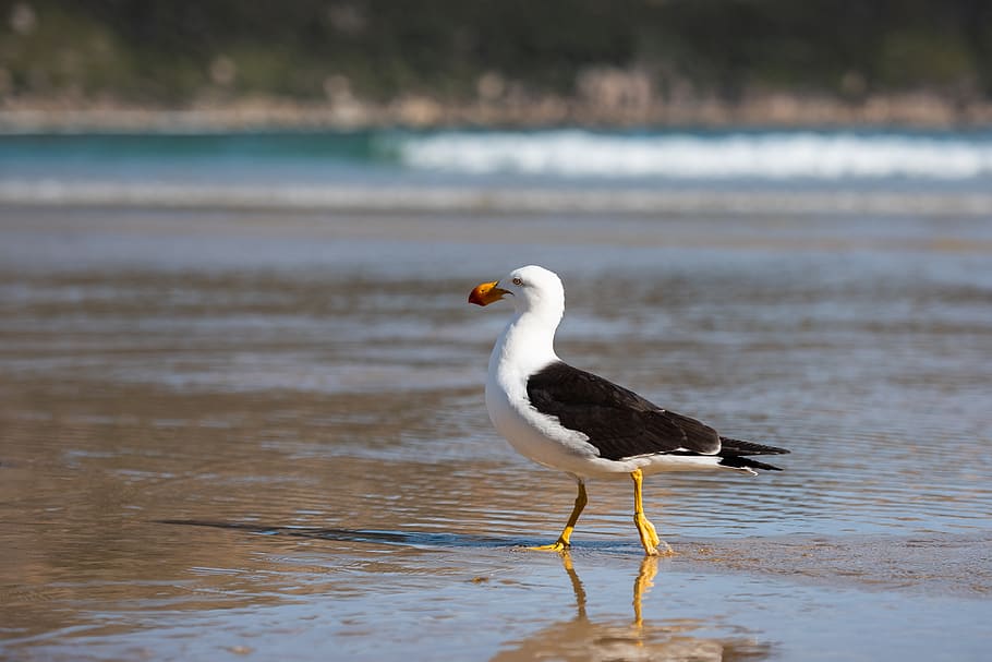 gull, seagull, pacific gull, larus pacificus, laridae, bill HD wallpaper