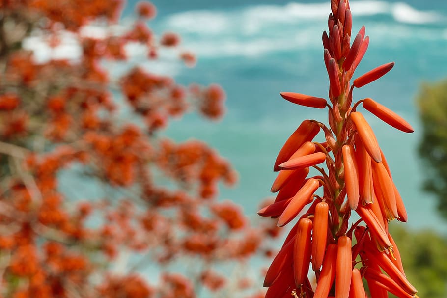 red, orange, nature, flower, outlook, mood, beautiful, romantic HD wallpaper