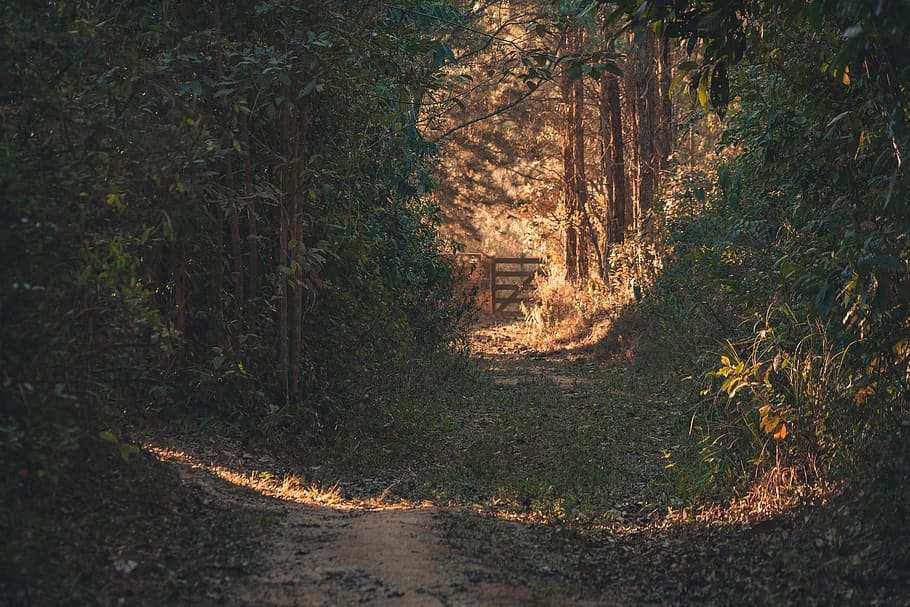 Path With Trees In Between, dirt road, forest, woods, plant, land HD wallpaper