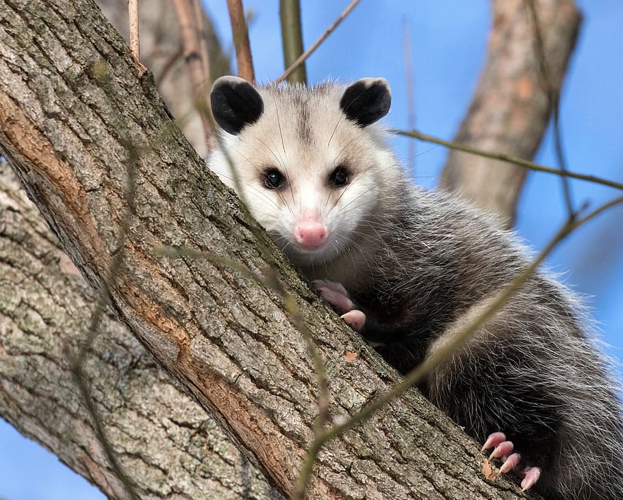 opossum, wildlife, tree, looking, animal, nature, mammal, furry