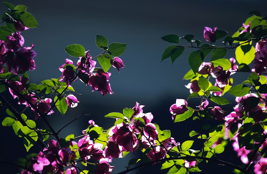 violet, backlight, flowers, nature, bloom, lavender, purple HD wallpaper