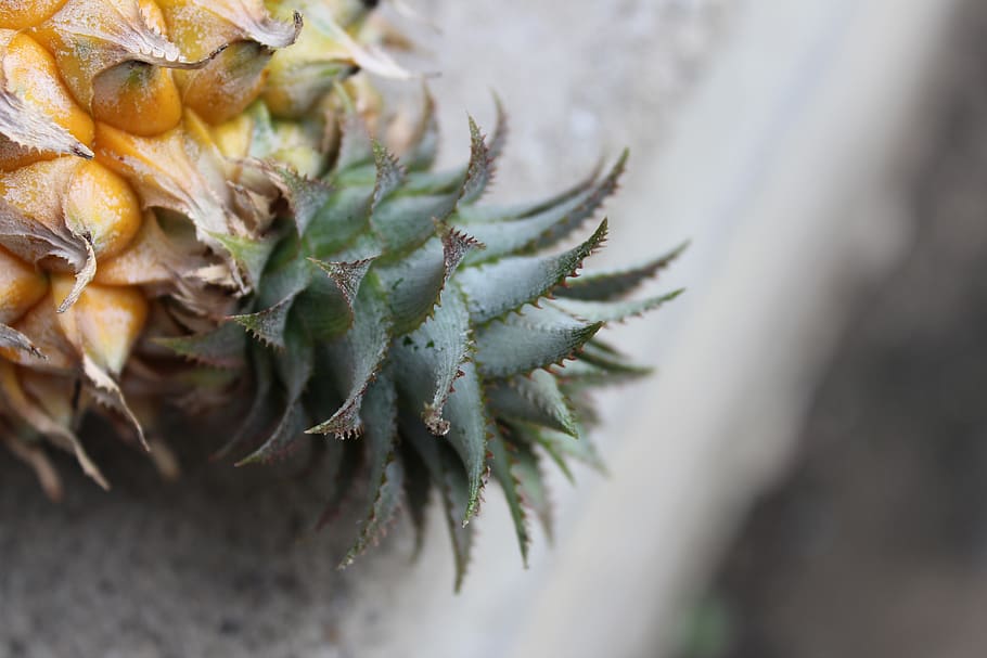 pineapple, yellow, green, close-up, no people, plant, selective focus HD wallpaper