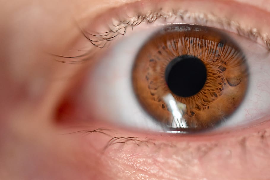eye, iris, eyelashes, view, wards, close up, eyesight, sensory perception HD wallpaper