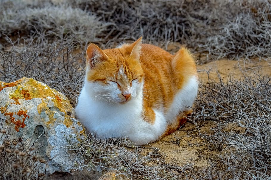 cat, stray, animal, cute, looking, portrait, kitten, homeless HD wallpaper