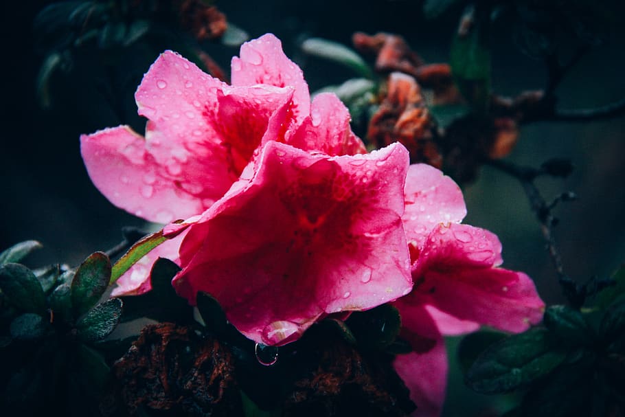 Close-Up Photography of Pink Flower With Droplets, beautiful HD wallpaper