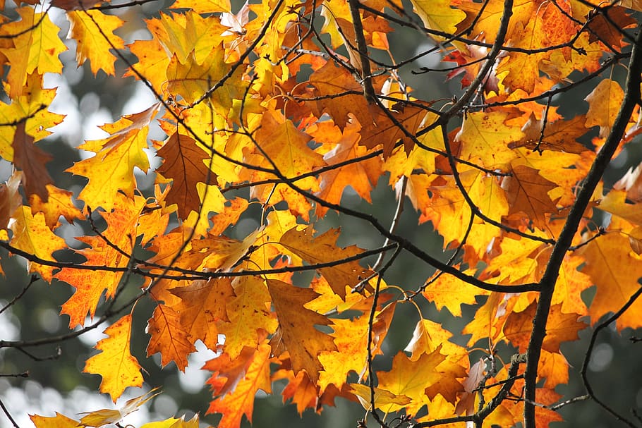 Hd Wallpaper Autumn Leaves Colorful Golden Nature Fall Flare - Fall Leaves Wallpaper Desktop