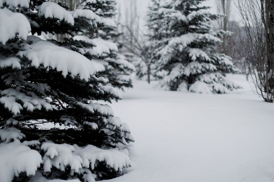 snow covered pine trees, plant, fir, abies, conifer, nature, outdoors HD wallpaper