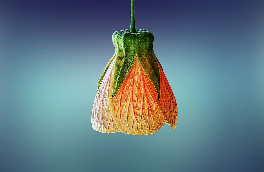 Close-up Photography of Orange Flower Bud, floral, macro, petals HD wallpaper