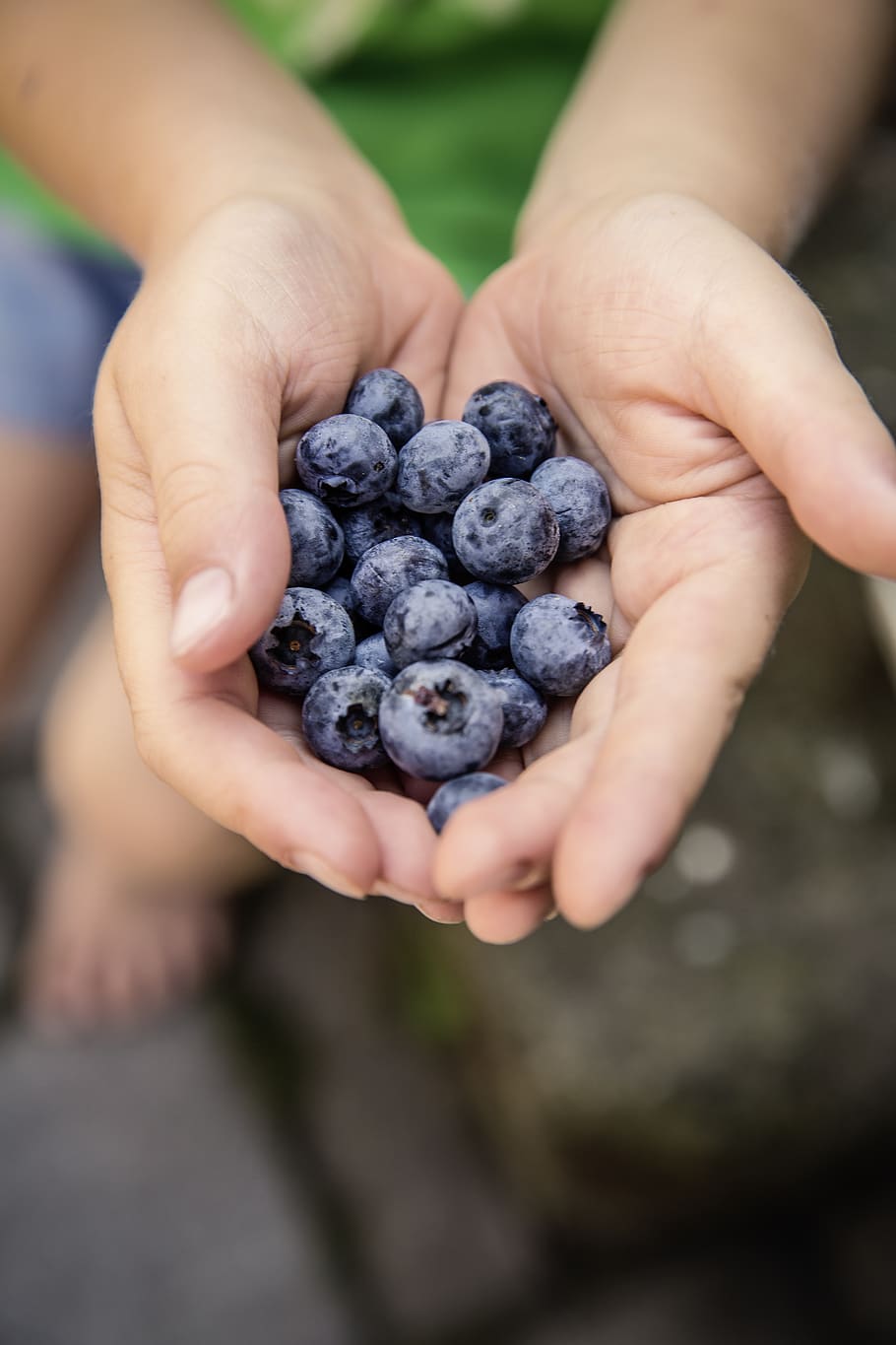 germany, erlangen, bio, bloom, blueberry, breed, breeding, child HD wallpaper