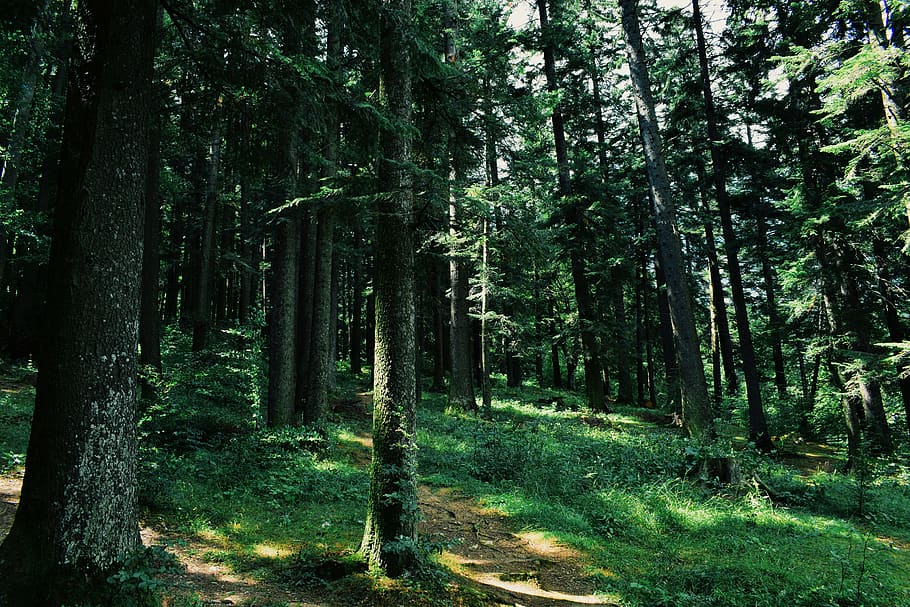 romania, bucegi mountains, forest, trees, nature, hike, nature photography HD wallpaper