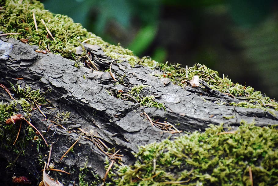 moss, green, brown, tree, branch, grow, animal themes, animals in the wild HD wallpaper