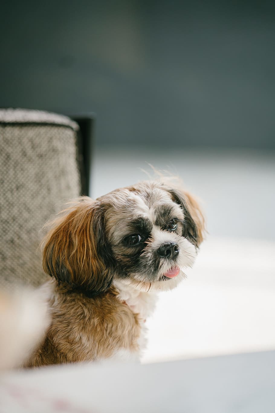 Close-up Photo of Shih Tzu, adorable, animal, brown, canine, cute
