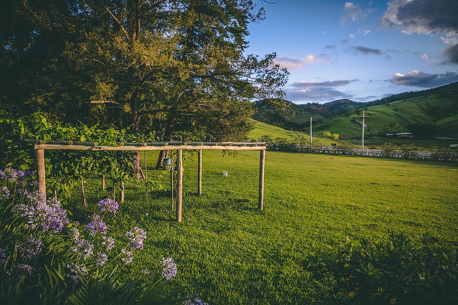 green grass field and trees, outdoors, nature, grassland, countryside HD wallpaper
