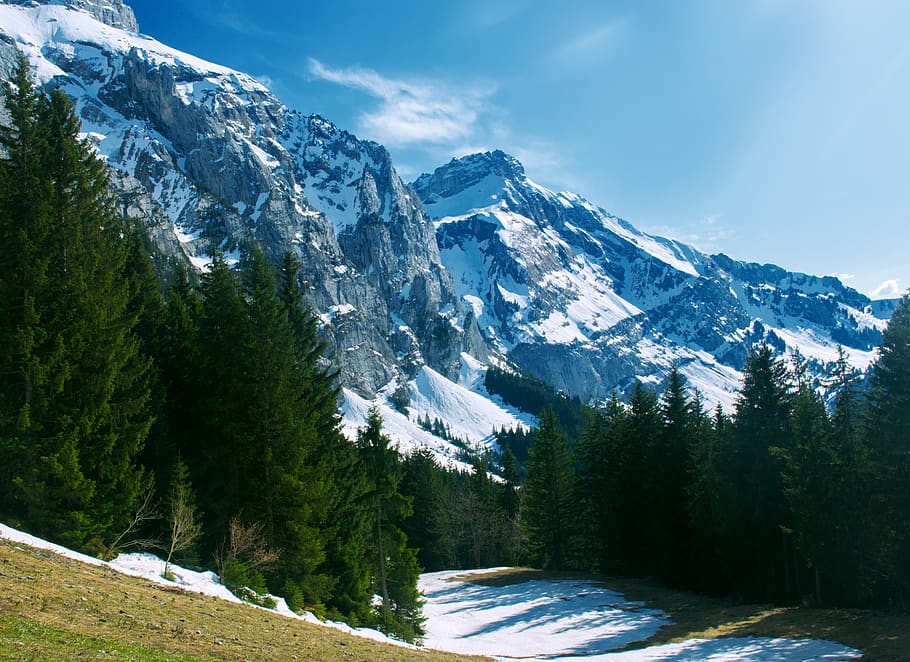 Green Pine Trees on Mountain, beautiful, conifer, environment HD wallpaper