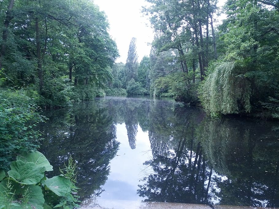 berlin, germany, plant, tree, reflection, water, beauty in nature HD wallpaper