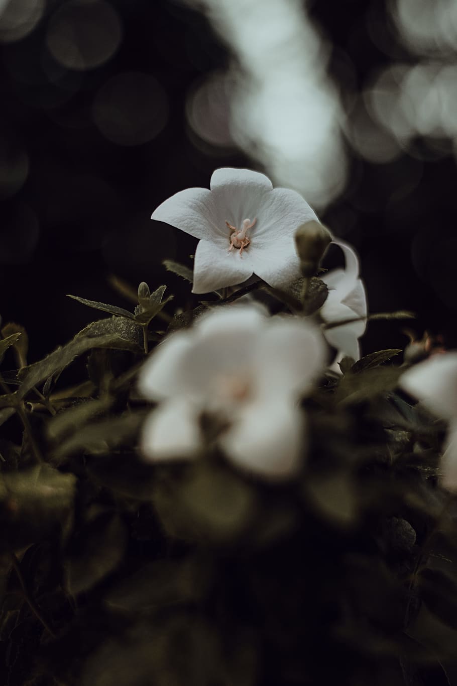 Close-up Photography of White Flower, beautiful, bloom, blooming HD wallpaper