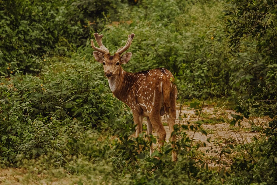 deer standing near grass field, animal, wildlife, mammal, india