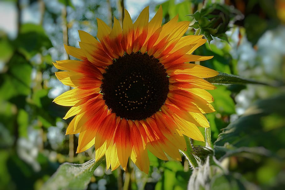 sunflower, beautiful, summer, flowering plant, flower head HD wallpaper