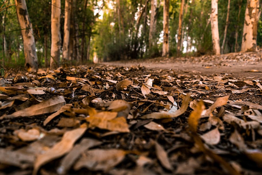autumn, session, leafs, surface, battens, sit, relax, texture HD wallpaper