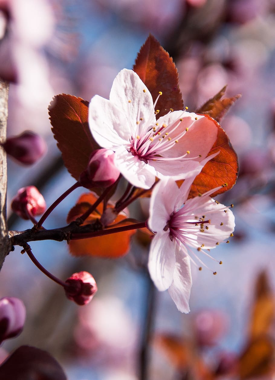 cherry, tree, branch, pink, flowers, spring, blossom, bloom HD wallpaper