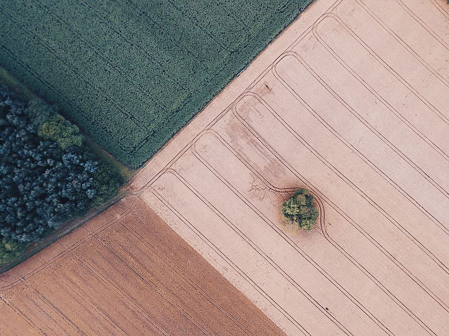 trees on wide field, pattern, farm, topdown, brown, green, tan HD wallpaper