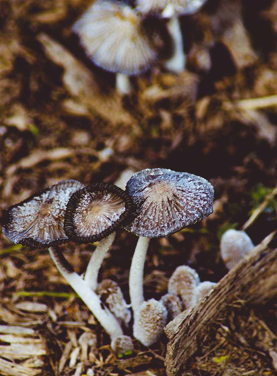 germany, mechernich, mushrooms, pilze, autumn, herbst, forest, HD wallpaper
