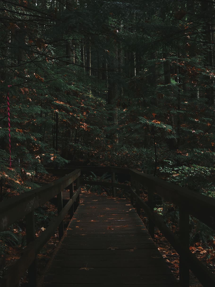 canada, north vancouver, lynn canyon park, trail, forest, moody