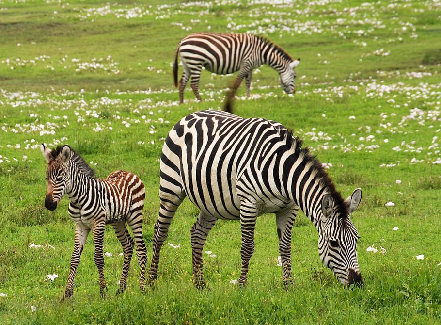 Photo of 3 Zebra on Green Grass Field, animals, grassland, nature HD wallpaper