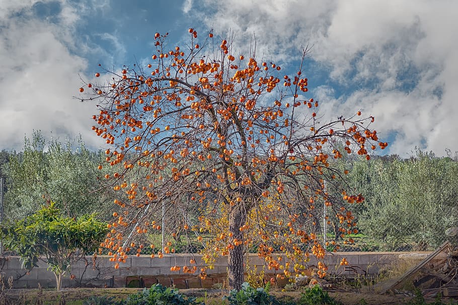 khaki, tree, fruit, nature, vegetable, autumn, healthy, plant HD wallpaper