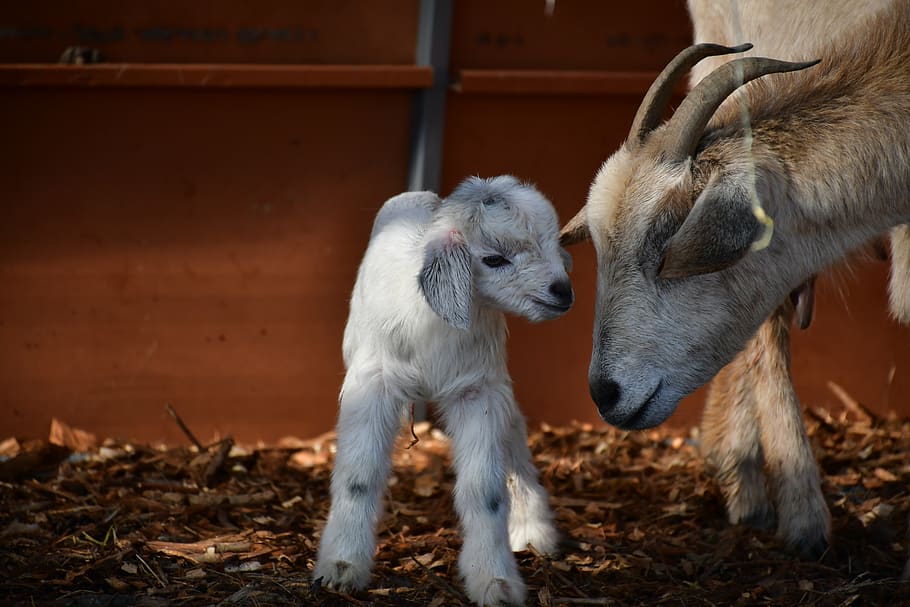two goats on field, mammal, animal, animal themes, group of animals HD wallpaper