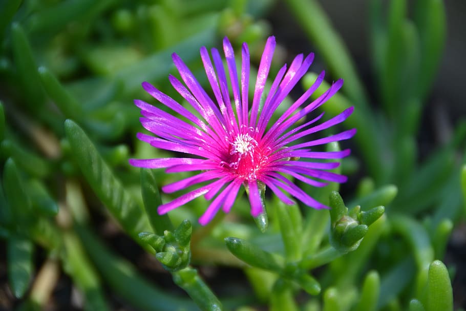 flower, violet, plants, nature, petals, flowering plant, freshness HD wallpaper