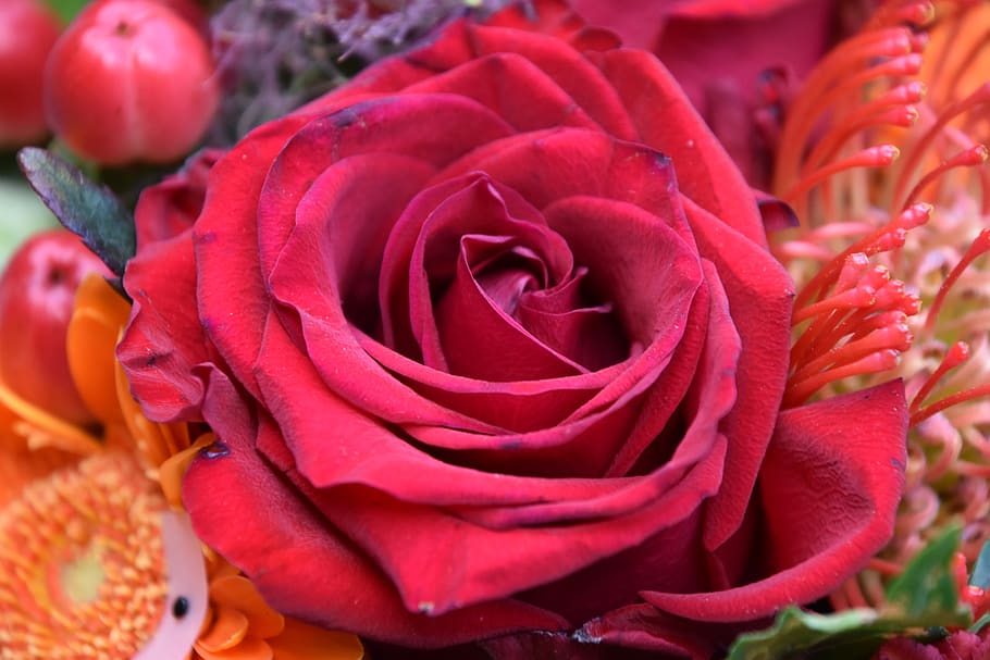 pink, red, flower, nature, love, romance, perfume, garden, flowering plant HD wallpaper