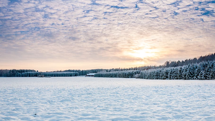 sun, sky, ice, blue, cold, white, tree, field, sweden, winder HD wallpaper