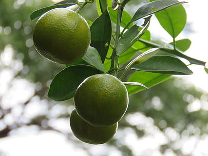 lemons, lemon tree, citrus, fruit, lime, leaf, plant part, healthy eating HD wallpaper