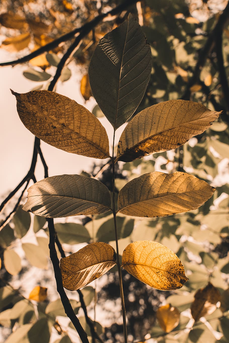 romania, teliu, cold, orange, yellow, green, fig, vibes, nature HD wallpaper