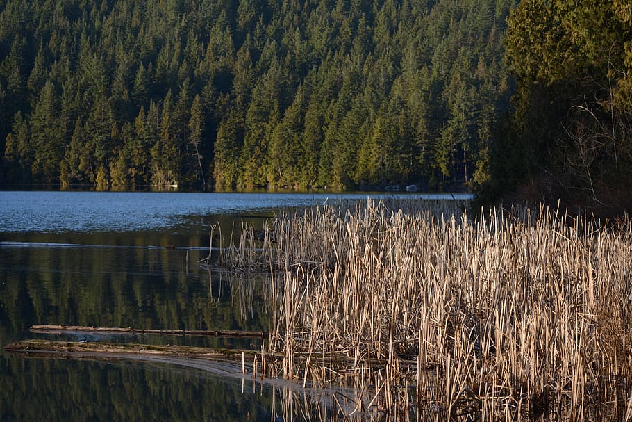 lake, reflection, dawn, landscape, waters, trees, plant, tranquility HD wallpaper